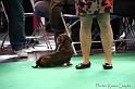 Crufts2011_2 1146